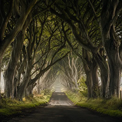 The Dark Hedges